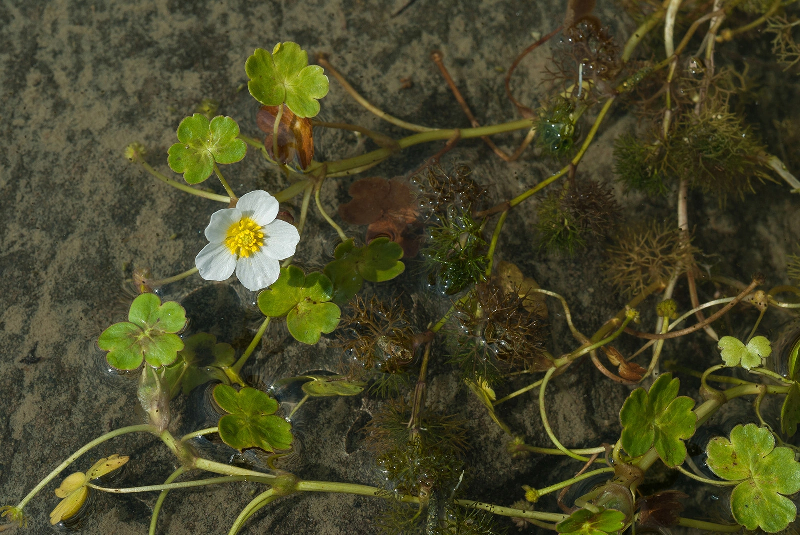 Photo Maurizio Broglio - Ranunculus peltatus